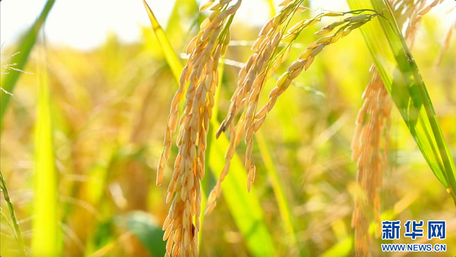 0ede94fccf5c65476c4199f0270b3487_20251028a006b635fd194a6a9c9bfcc613842aa4_2025102805948fa34ac84e52ac50e88d2ab36666.jpg 0ede94fccf5c65476c4199f0270b3487_20251028a006b635fd194a6a9c9bfcc613842aa4_2025102805948fa34ac84e52ac50e88d2ab36666.jpg