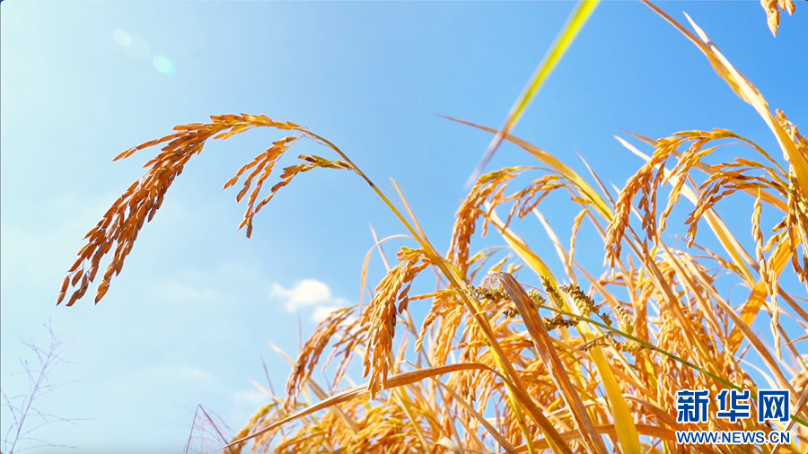 26c953cbb2daf16482b0e30bfd9090b8_20251028a006b635fd194a6a9c9bfcc613842aa4_2025102848130eb9277b42ccb459639d21bf4660.jpg 26c953cbb2daf16482b0e30bfd9090b8_20251028a006b635fd194a6a9c9bfcc613842aa4_2025102848130eb9277b42ccb459639d21bf4660.jpg