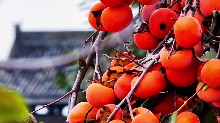 安徽颍上：红柿满枝染金秋