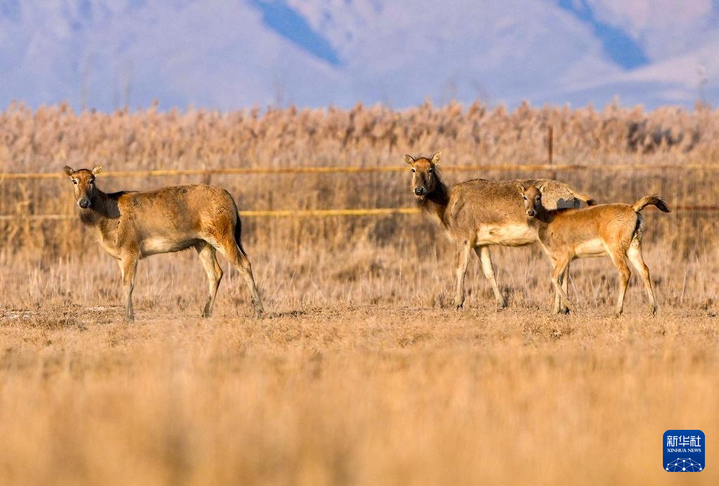 f31bea0fa615f1bb654a8b32fcd23b75_2025110548450452e9084c1a9cc473fdaa17da39_2025110553360cc5d42348e6b5096c0980de61ab.jpg f31bea0fa615f1bb654a8b32fcd23b75_2025110548450452e9084c1a9cc473fdaa17da39_2025110553360cc5d42348e6b5096c0980de61ab.jpg