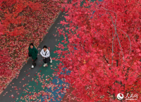 吉林长春：醉美“枫”景上线