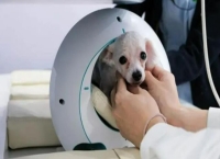 供需失衡、标准不一、监管滞后：宠物医疗市场亟待规范