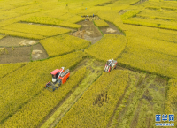 稻浪翻滚田园如画 云南广南八宝米喜获丰收