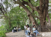 江西乐安：秋日水南古樟林 千年绿韵绘就生态画卷