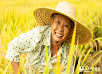 晒秋盛景：古村“丰”景如画