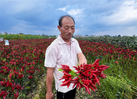 行进中国｜小辣椒“红”出好日子