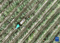 宁夏中卫：“旱苹果”迎丰收