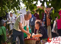 新疆库尔勒：金秋梨园香 丰收正当时