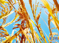 安徽合肥：风吹稻花香 水稻收割忙