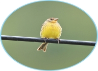 公安机关侦破一起特大危害珍贵、濒危野生动物案（美丽中国） 查获野生鸟类总价值达3900余万元