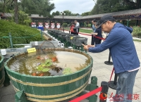 中山公园金鱼文化展开幕 展出70余个品种、800余尾精品金鱼