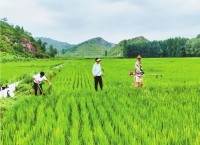 稻花香里望丰年