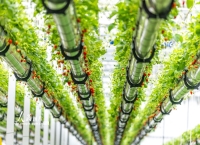 安徽六安：体验采摘“空中”草莓