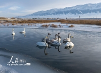 新疆巴里坤：天鹅游弋