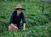二十年坚守有机路 让茶香飘向世界舞台