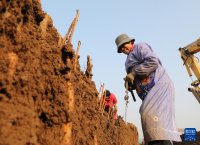 河南温县：铁棍山药产业助农增收