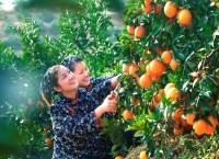 一颗橙“链”动一座城