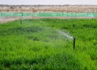 新疆粮食单产蝉联全国第一