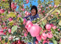 山东乳山：苹果喜丰收