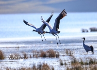 云南昭通：黑颈鹤湿地越冬