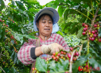 云南宁洱10万余亩咖啡进入采摘旺季