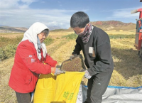 秋收农忙正当时