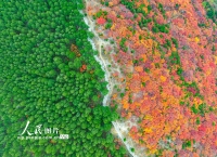 山东济南：看秋色“平分”