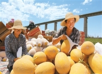 新疆哈密：  “甜蜜引擎”激活乡村活力