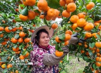 广西金秀：采摘沙糖桔