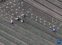 可爱的乡村——葱满葱园又“葱”忙