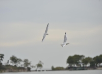 四中全会精神在基层丨太湖新生记：一湖清水的绿色攻坚战