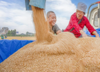 金秋好“丰”景，增产有“粮”方