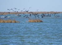 国际专家“点赞”：黄河口“鸟浪”见证中国生态担当