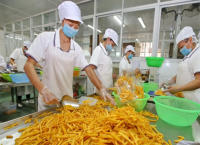 福建连城：丰收节里好“钱”景  “共富薯园”乐万家